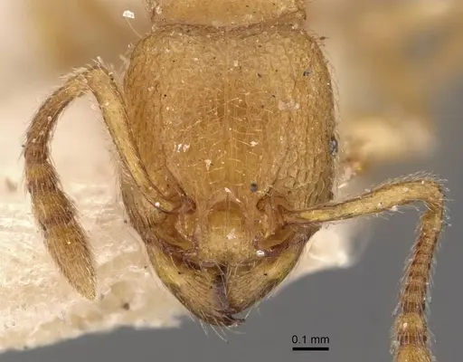 Tetramorium elisabethae specimen CASENT0909166 image casent0909166_2