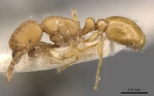 Tetramorium elisabethae specimen CASENT0909166 image casent0909166_3