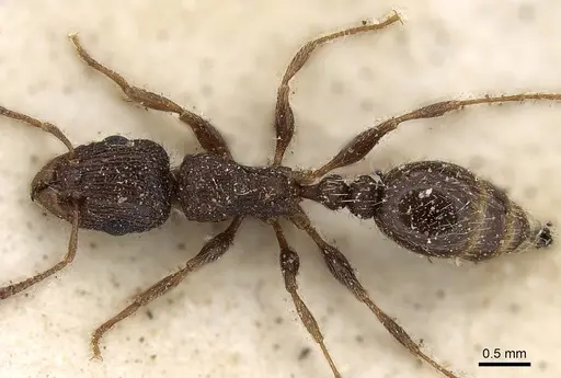 Tetramorium emeryi specimen CASENT0280907 image casent0280907_1