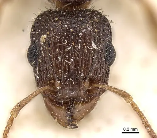Tetramorium emeryi specimen CASENT0280907 image casent0280907_2