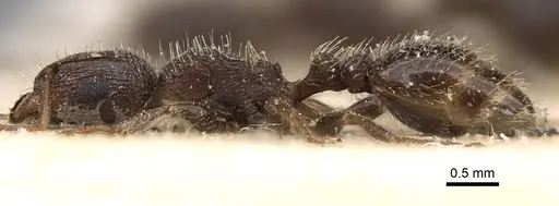 Tetramorium emeryi specimen CASENT0280907 image casent0280907_3