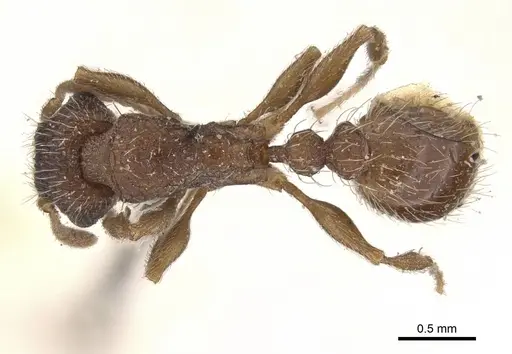 Tetramorium emeryi specimen CASENT0909130 image casent0909130_1