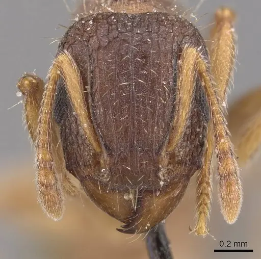 Tetramorium emeryi specimen CASENT0909130 image casent0909130_2