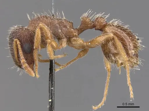 Tetramorium emeryi specimen CASENT0909130 image casent0909130_3