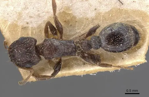 Tetramorium emeryi specimen CASENT0909131 image casent0909131_1