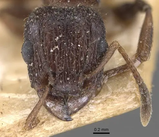 Tetramorium emeryi specimen CASENT0909131 image casent0909131_2