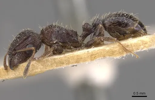 Tetramorium emeryi specimen CASENT0909131 image casent0909131_3