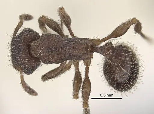 Tetramorium emeryi specimen CASENT0919648 image casent0919648_1