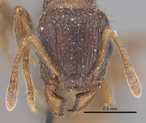 Tetramorium emeryi specimen CASENT0919648 image casent0919648_2