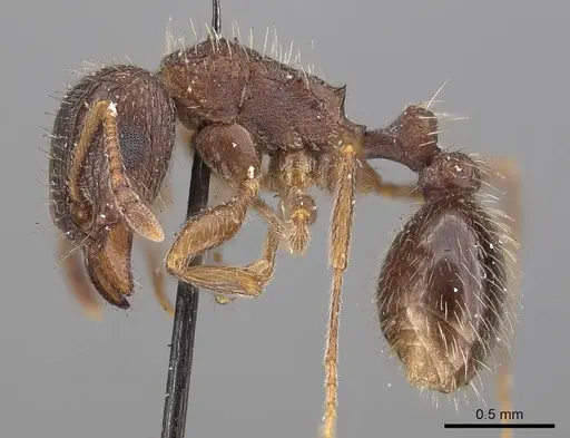 Tetramorium emeryi specimen CASENT0919648 image casent0919648_3