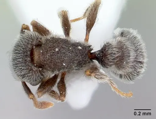 Tetramorium eminii specimen CASENT0178333 image casent0178333_1