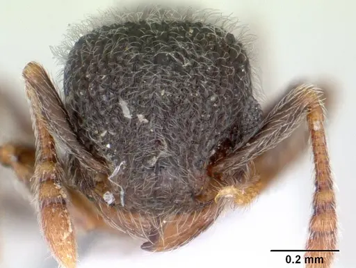 Tetramorium eminii specimen CASENT0178333 image casent0178333_2
