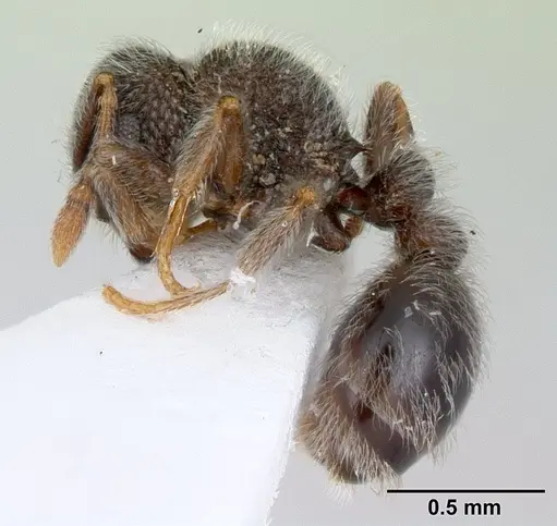 Tetramorium eminii specimen CASENT0178333 image casent0178333_3