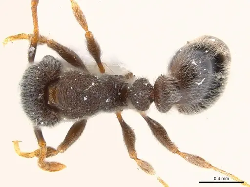 Tetramorium eminii specimen CASENT0217074 image casent0217074_1