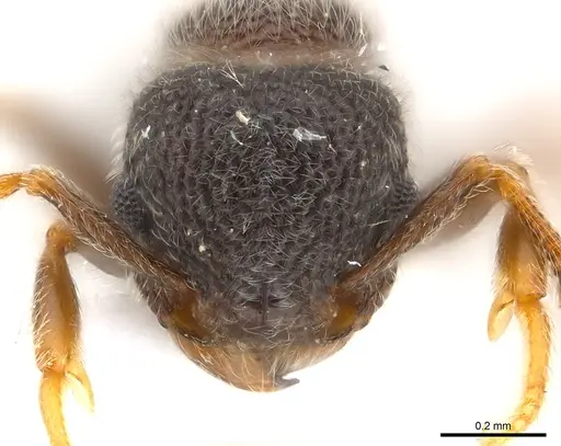 Tetramorium eminii specimen CASENT0217074 image casent0217074_2