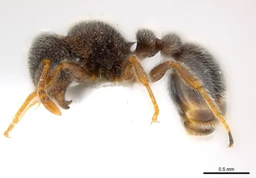 Tetramorium eminii specimen CASENT0217074 image casent0217074_3