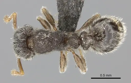 Tetramorium eminii specimen CASENT0235782 image casent0235782_1