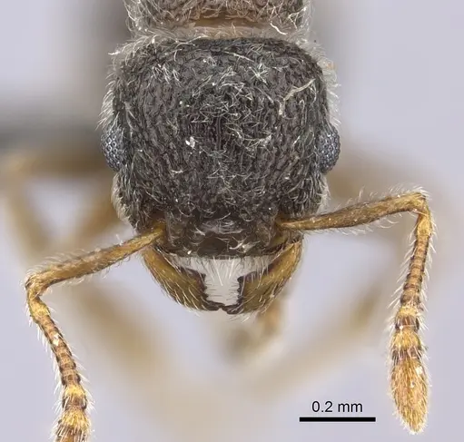 Tetramorium eminii specimen CASENT0235782 image casent0235782_2
