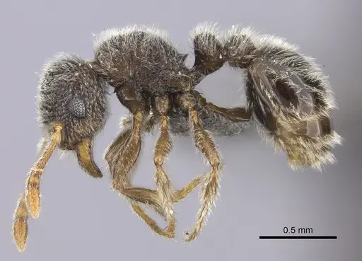 Tetramorium eminii specimen CASENT0235782 image casent0235782_3