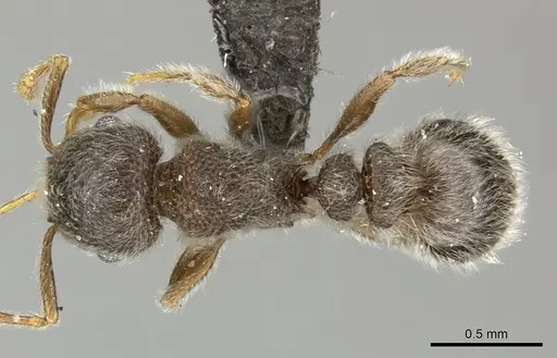 Tetramorium eminii specimen CASENT0249023 image casent0249023_1