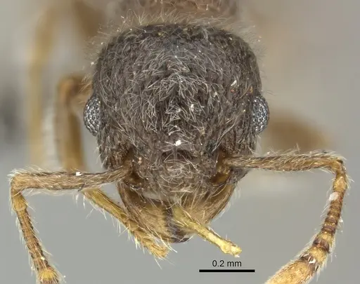 Tetramorium eminii specimen CASENT0249023 image casent0249023_2
