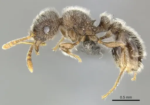 Tetramorium eminii specimen CASENT0249023 image casent0249023_3