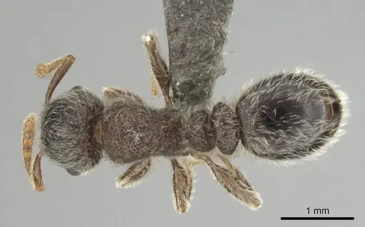 Tetramorium eminii specimen CASENT0252983 image casent0252983_1
