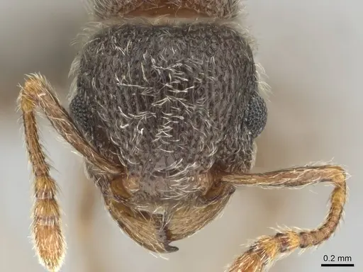 Tetramorium eminii specimen CASENT0252983 image casent0252983_2