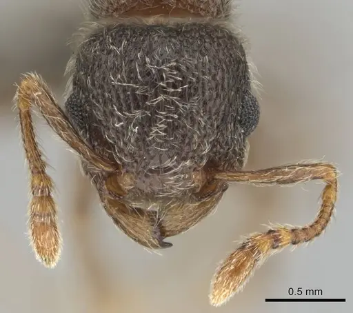 Tetramorium eminii specimen CASENT0252983 image casent0252983_3
