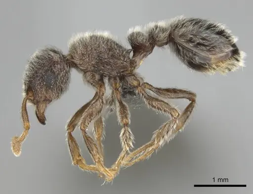 Tetramorium eminii specimen CASENT0252983 image casent0252983_4