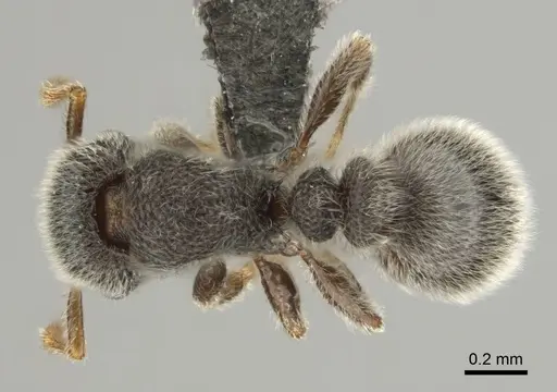 Tetramorium eminii specimen CASENT0257064 image casent0257064_1
