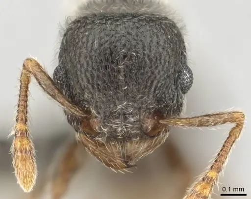 Tetramorium eminii specimen CASENT0257064 image casent0257064_2