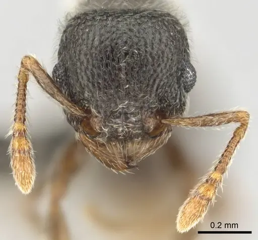 Tetramorium eminii specimen CASENT0257064 image casent0257064_3