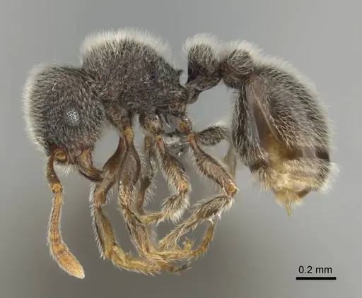 Tetramorium eminii specimen CASENT0257064 image casent0257064_4