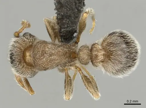 Tetramorium eminii specimen CASENT0257065 image casent0257065_1