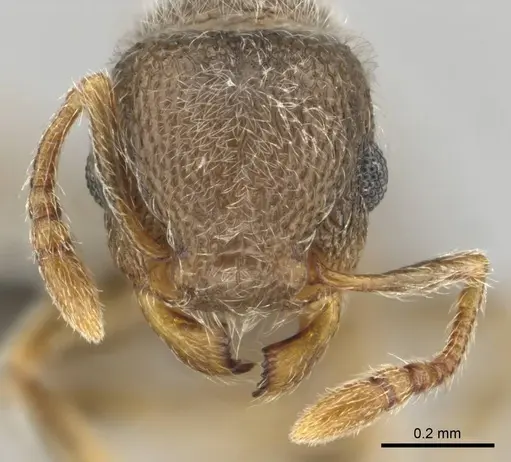 Tetramorium eminii specimen CASENT0257065 image casent0257065_2