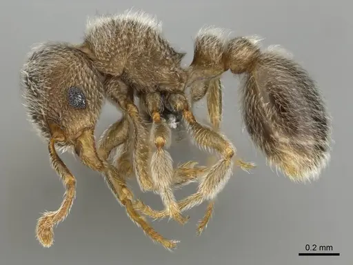 Tetramorium eminii specimen CASENT0257065 image casent0257065_3
