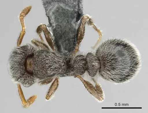 Tetramorium eminii specimen CASENT0258682 image casent0258682_1
