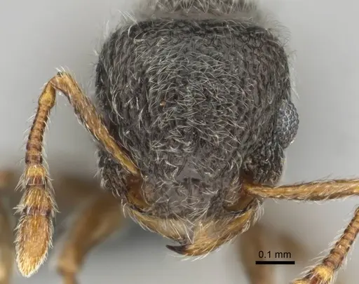 Tetramorium eminii specimen CASENT0258682 image casent0258682_2