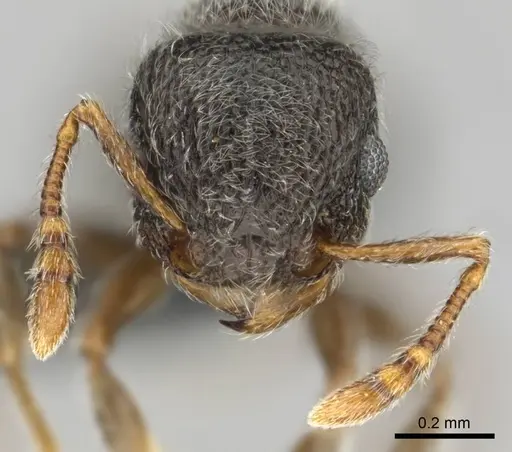 Tetramorium eminii specimen CASENT0258682 image casent0258682_3