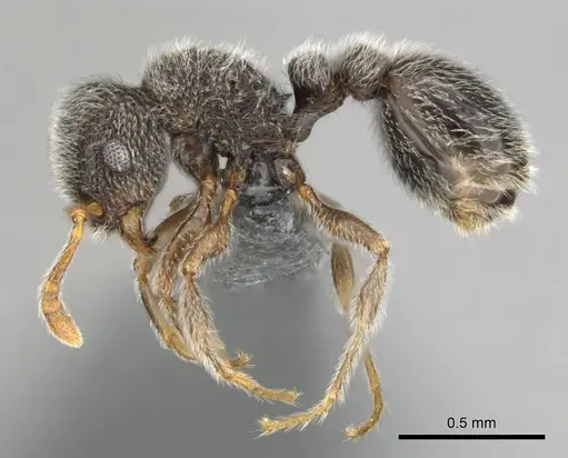 Tetramorium eminii specimen CASENT0258682 image casent0258682_4