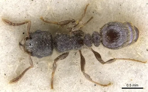 Tetramorium eminii specimen CASENT0901131 image casent0901131_1
