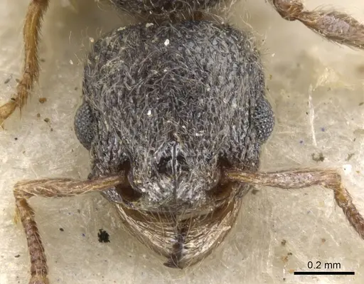 Tetramorium eminii specimen CASENT0901131 image casent0901131_2