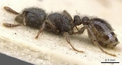 Tetramorium eminii specimen CASENT0901131 image casent0901131_3