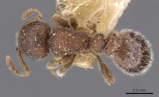 Tetramorium eminii specimen CASENT0909086 image casent0909086_1