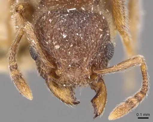 Tetramorium eminii specimen CASENT0909086 image casent0909086_2