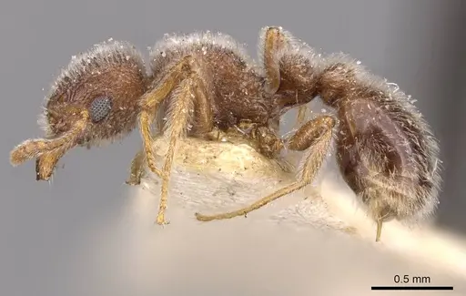 Tetramorium eminii specimen CASENT0909086 image casent0909086_3