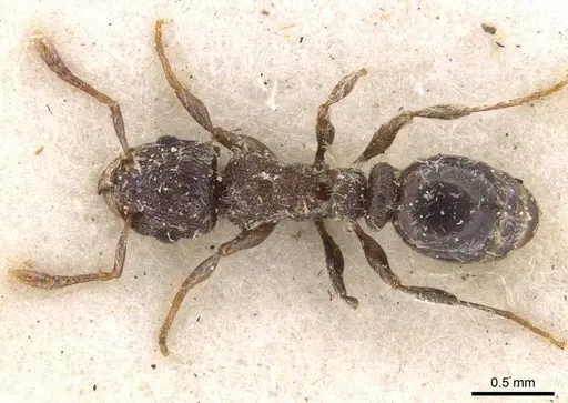 Tetramorium eminii specimen CASENT0909090 image casent0909090_1