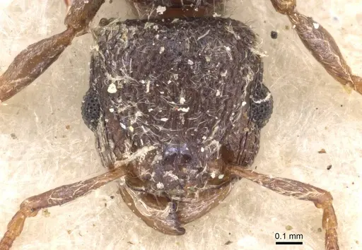 Tetramorium eminii specimen CASENT0909090 image casent0909090_2