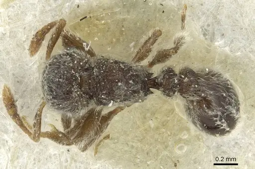 Tetramorium eminii specimen CASENT0915005 image casent0915005_1